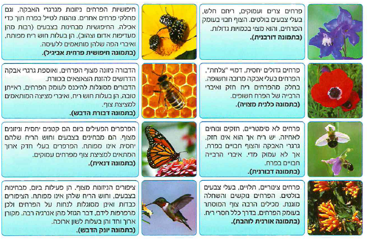 (בספר תרשים)